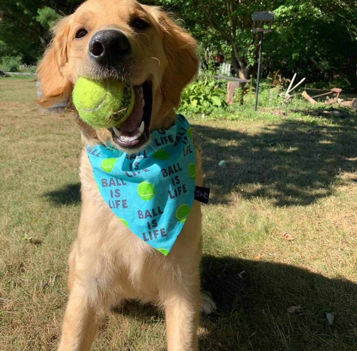 Ball Is Life Dog Bandana!