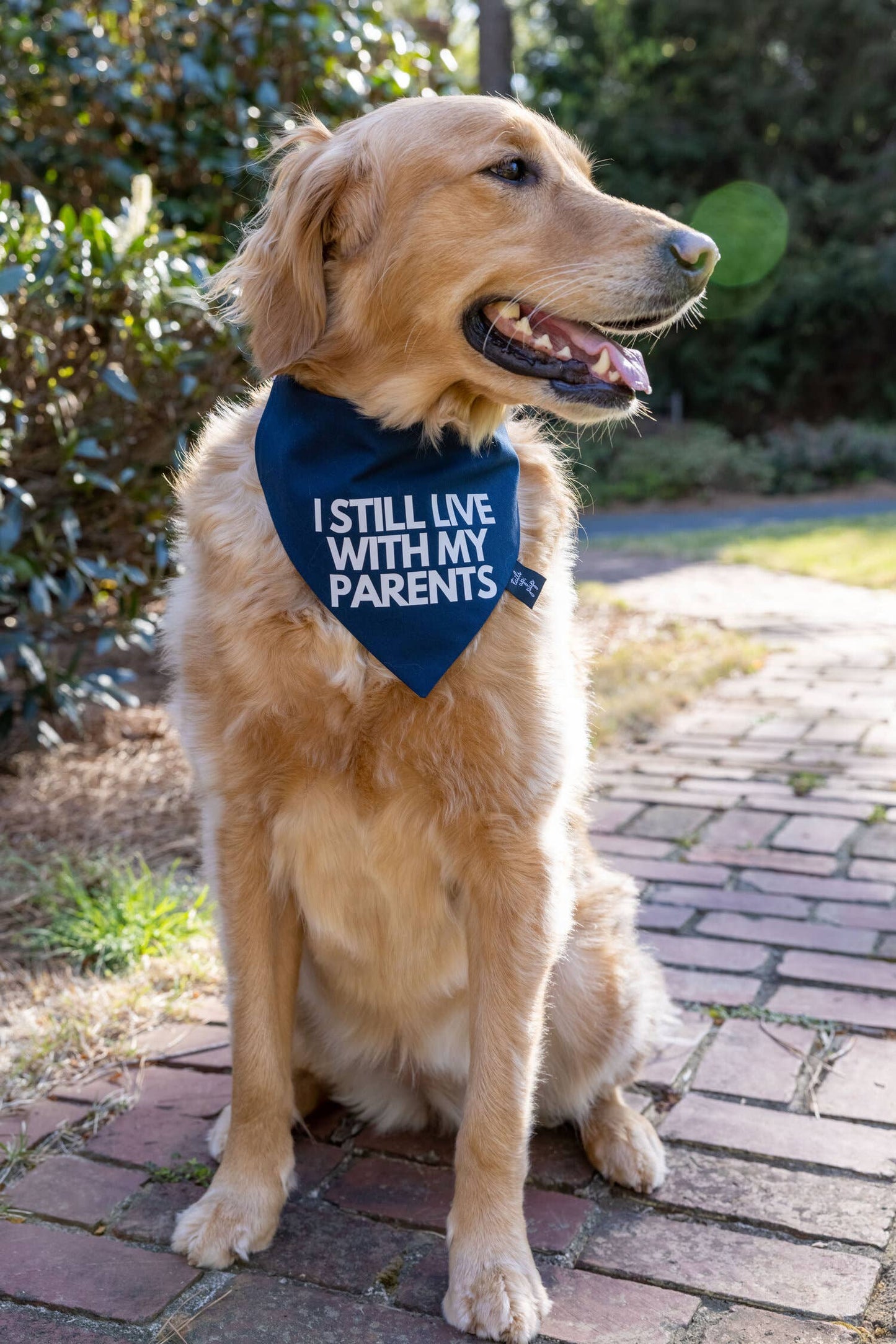 "I Still Live With My Parents" Dog Bandana